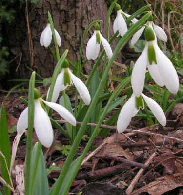 Galanthus_Sally_Pasmore_025.jpg