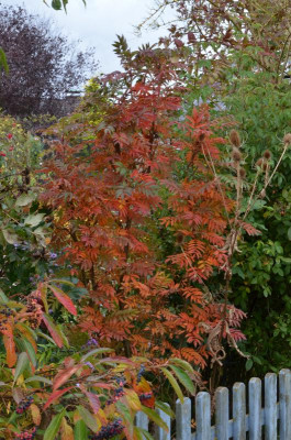 DSC_2846.JPG