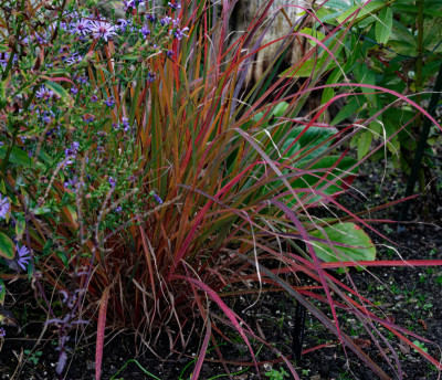 DSC_3186_DxO.jpg