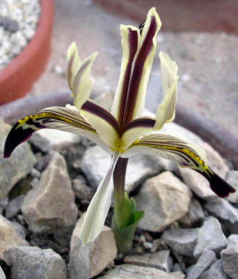 Iris_nicolai_2008-02-20.JPG