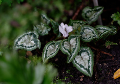DSC_3183_DxO.jpg
