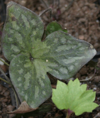 IMG_3388_eHepatica_acutiloba_BlattAustrieb.JPG
