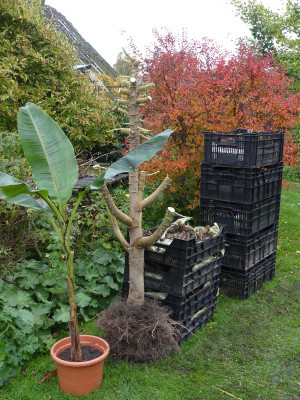 2021-10-23 Dahlien.jpg