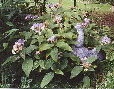 hydrangea_involucrata.jpg