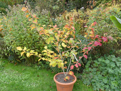 2021-10-23 Hamamelis 'Yamina'.jpg