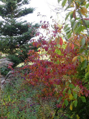 2021-10-23 Cornus kousa 'Satomi' 1.jpg