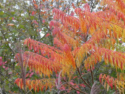 2021-10-23 Rhus typhina 'Dissecta' 2.jpg
