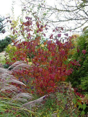 2021-10-23 Cornus kousa 'Satomi' 2.jpg