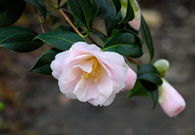 camellia_citation.jpg