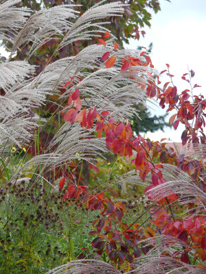 2021-10-23 Parrotia subaequalis 2.jpg