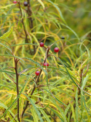 2021-10-23 Rhamnus frangula 'Fine Line' 2.jpg
