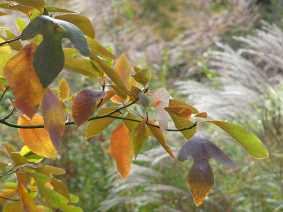 2021-10-23 Sassafras albidum 2.jpg