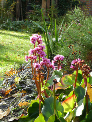 2021-10-23 Bergenia 2.jpg