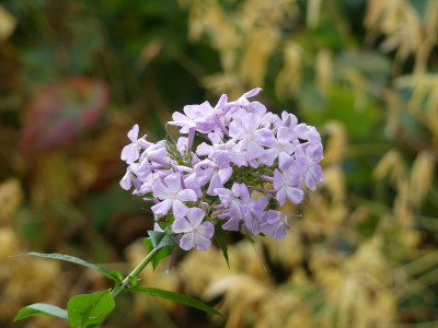 2021-10-23 Phlox 1.jpg