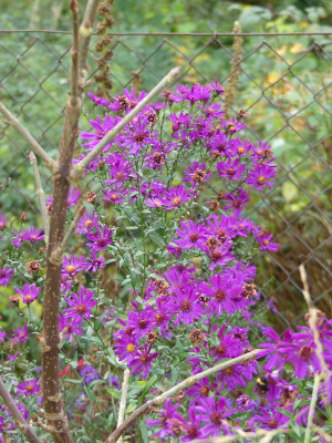2021-10-23 Aster Nr. 8 - 1.jpg