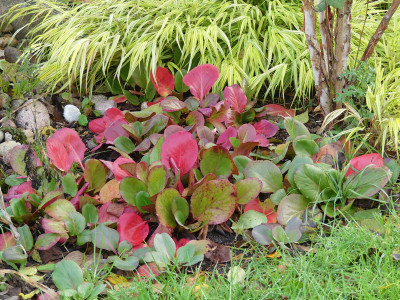2021-10-23 Bergenia 1.jpg