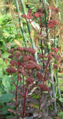 Sedum_Nero_20041004.jpg