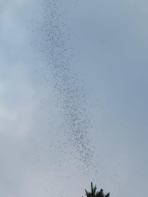 PA230036_1000pxDXO.jpg