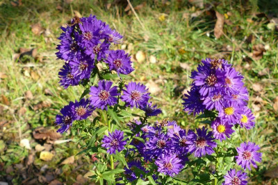Aster_nb_Anke_blau_2_P1030028.JPG