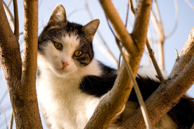 whisky-on-tree.jpg