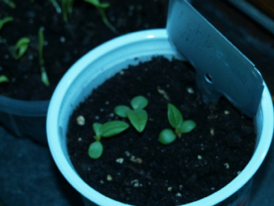 Echinacea_withe_Swan.jpg