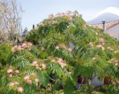 albizia.JPG