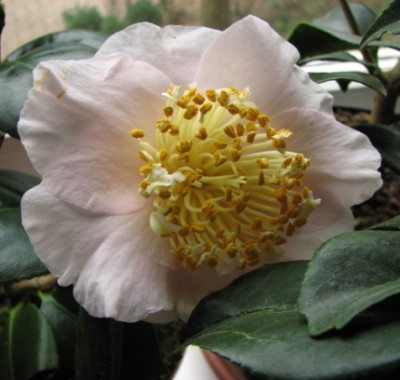 18.02.08_7913_Camellia_jap_Tenju_85.JPG