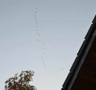 DSC_2872.JPG
