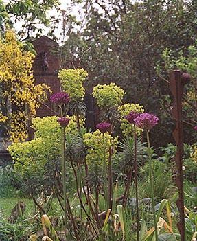 euphorbia_allium_mai_2002.jpg