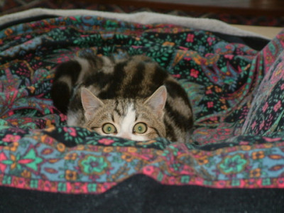 DSCF0006.JPG