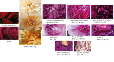 Farben-GallicaAlister.jpg