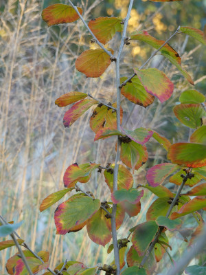 2021-10-24 Hamamelis 'Harry' 1.jpg