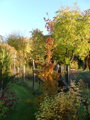 2021-10-24 Cornus kousa Sämling 1.jpg