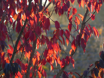 2021-10-24 Gartenimpressionen 4.jpg