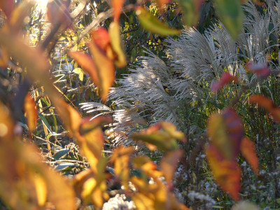2021-10-24 Gartenimpressionen 6.jpg