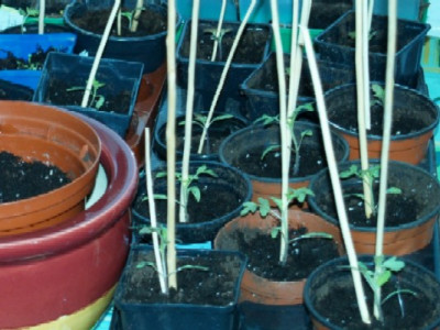 Tomaten_2008.jpg