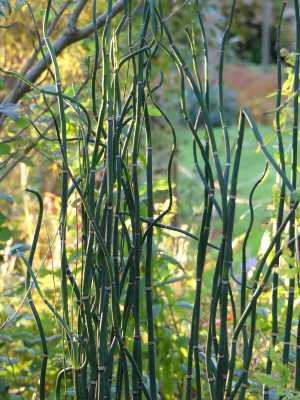 2021-10-24 Gartenimpressionen 7.jpg