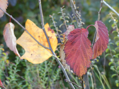 2021-10-24 Gartenimpressionen 8.jpg