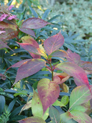 2021-10-24 Gartenimpressionen 10.jpg