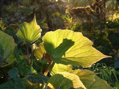 2021-10-24 Gartenimpressionen 11.jpg