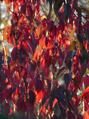 2021-10-24 Prunus serrulata 'Royal Burgundy' 1.jpg