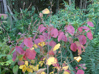 2021-10-24 Viburnum furcatum 'Pink Parasol' 1.jpg