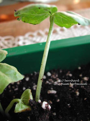 gossypium_herbaceum4.jpg