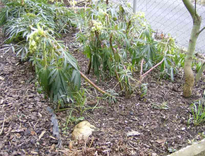 helleborus-krank.jpg
