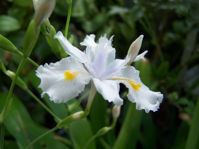 100_0934_Iris_confusa__800.jpg