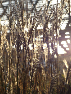 2021-10-25 Gartenimpressionen 1.jpg