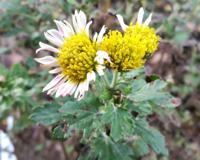 Chrysanthemum_AS_06_20211022_153800_B.jpg