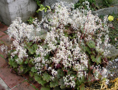 Saxifraga cortusifolia var. fortunei Rubifolia 25.10.21.JPG