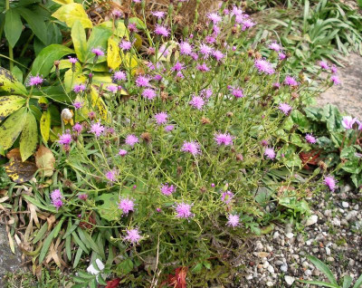 Serratula seoanei 25.10.21.JPG