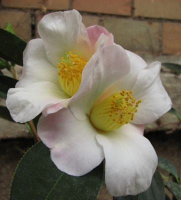 21.02.08_7984_Camellia_Apple_Blossom_95.JPG